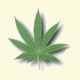 Go Green!